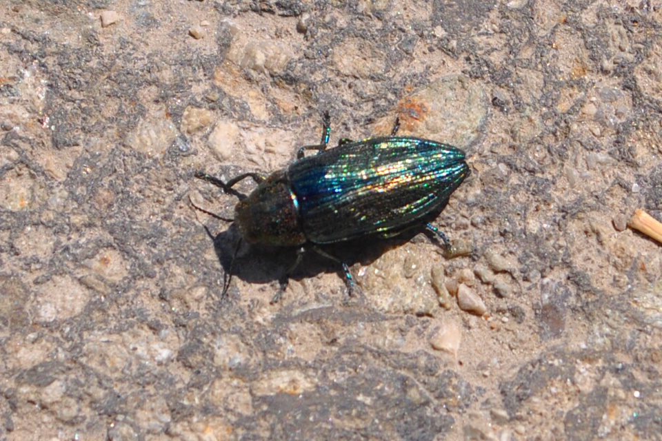 Buprestis rustica o B. haemorroidalis